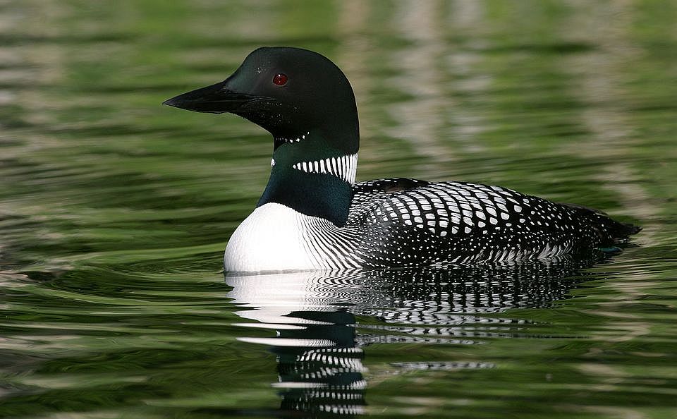 LEARN! Loon Reintroduction in Western Mass