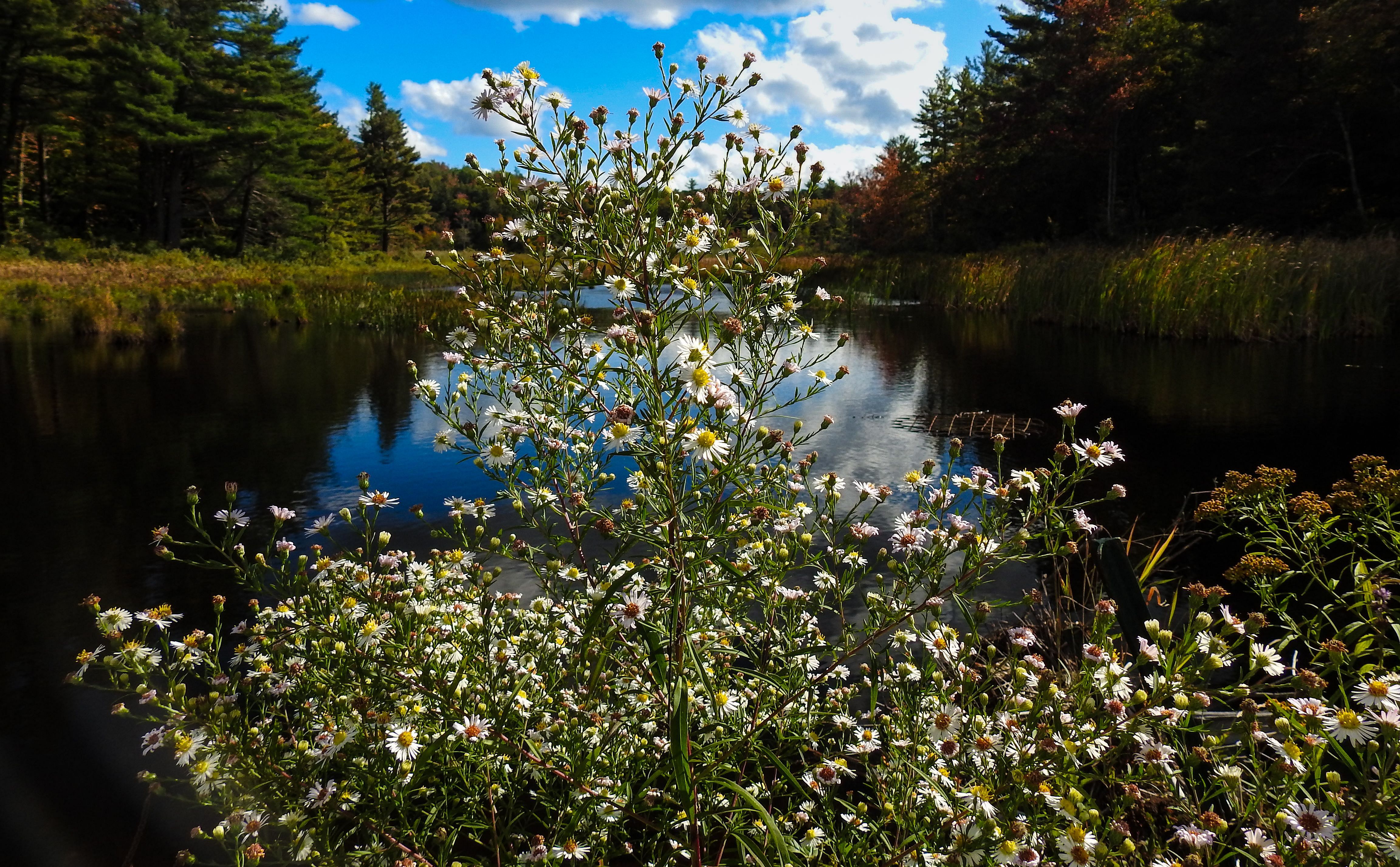 OLLI & BNRC Joint Hike