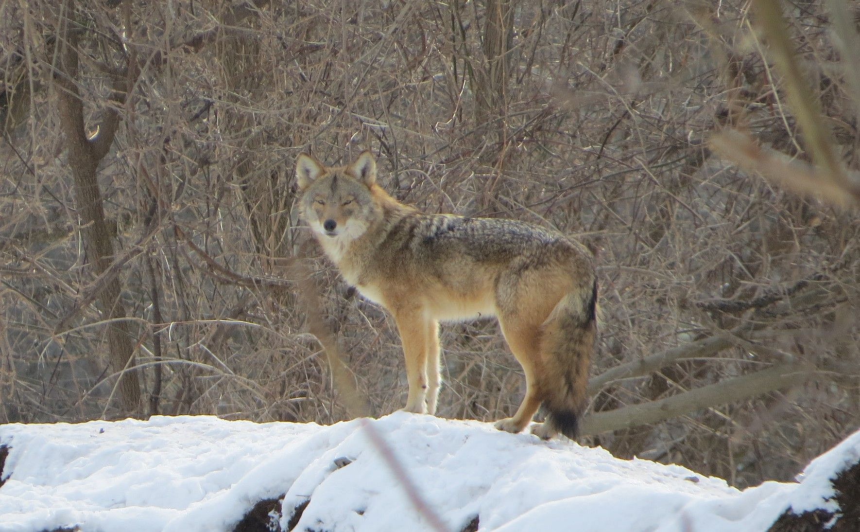 LEARN! Co-Existing With Coyotes