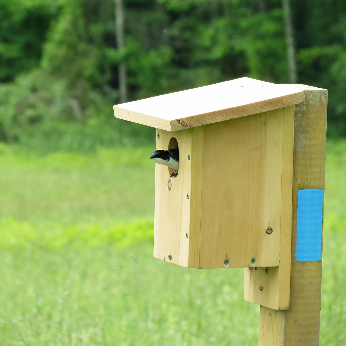 Container Gardening  Celebrate Urban Birds