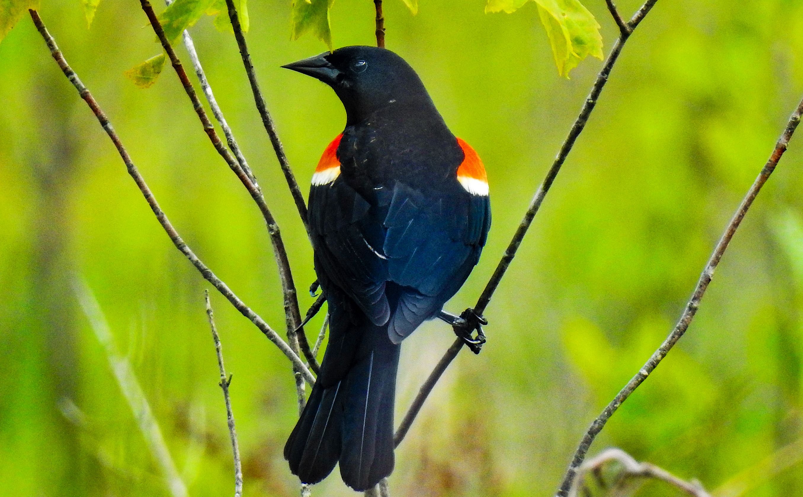 Spring Bird Walk