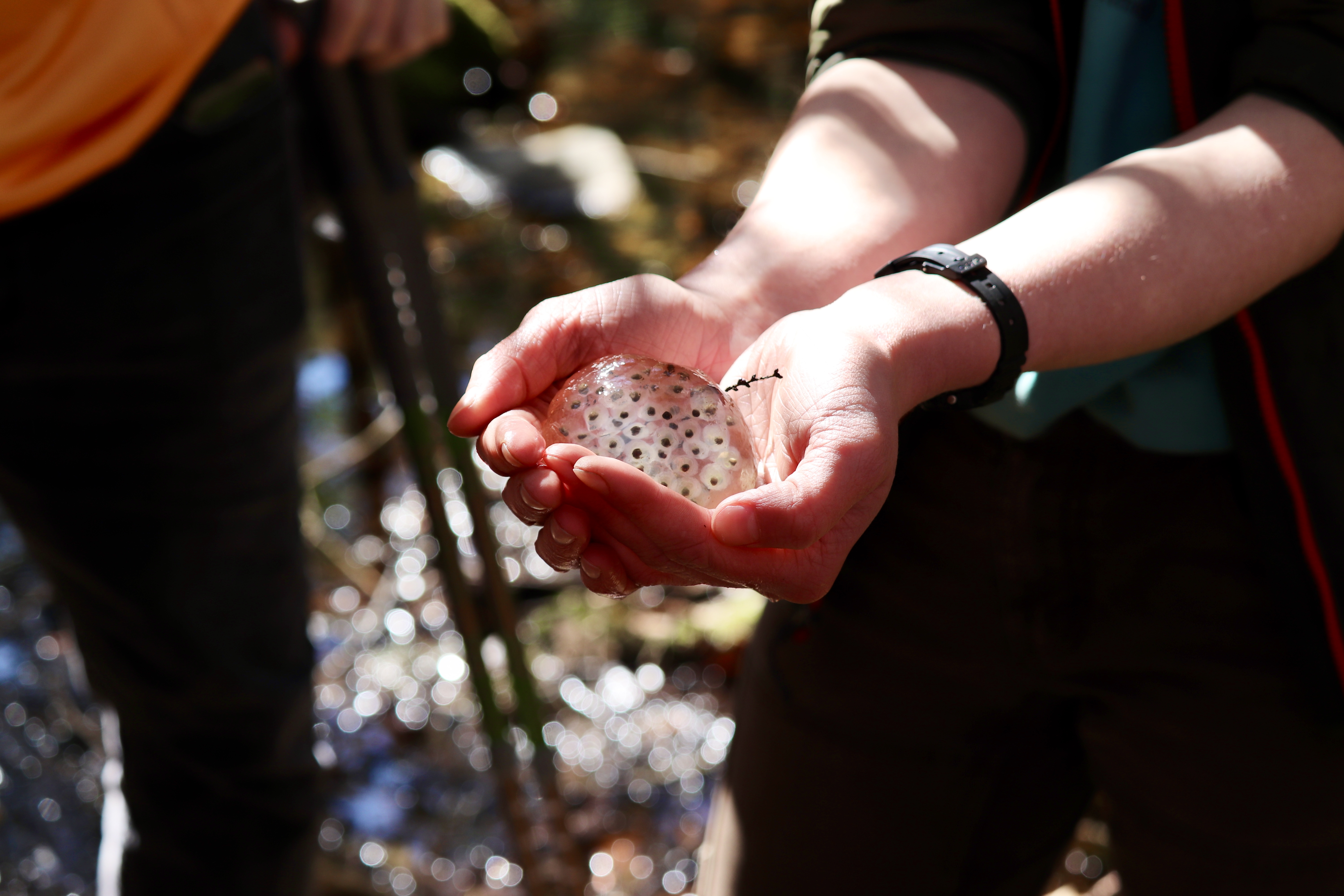 Vernal Pool Exploration 