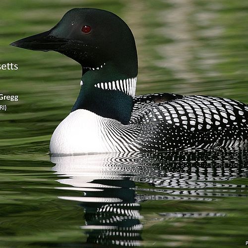 We’re loon-atics about conservation! 

Join us...